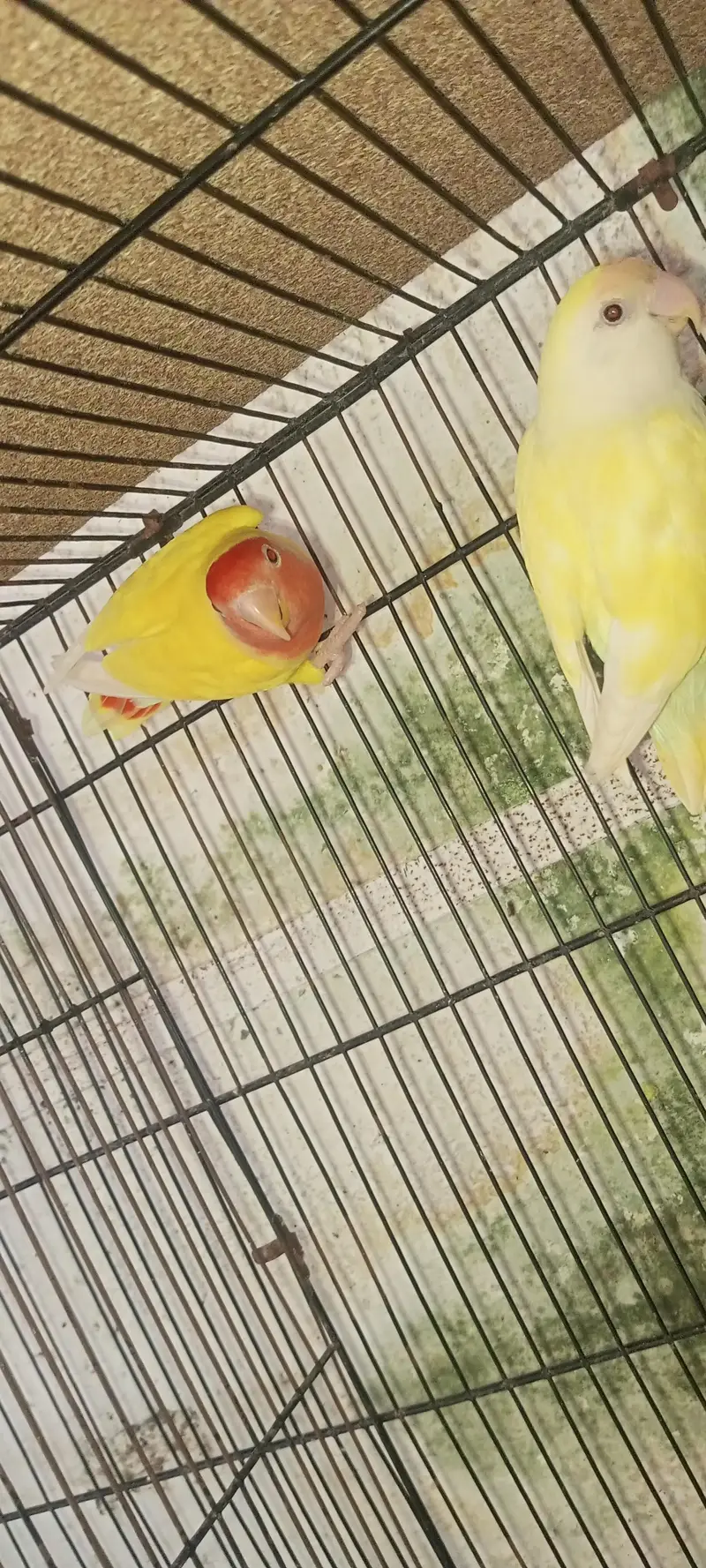 lovebirds loteno for sale — photo 2