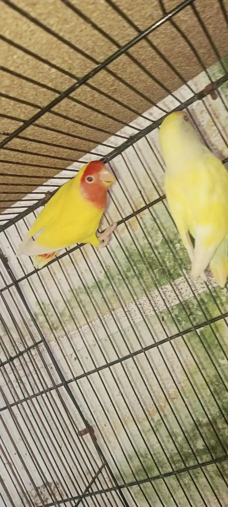 lovebirds loteno for sale — photo 3