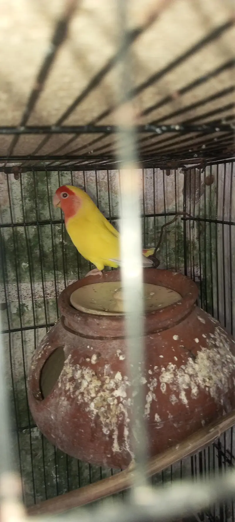 lovebirds loteno for sale — photo 4