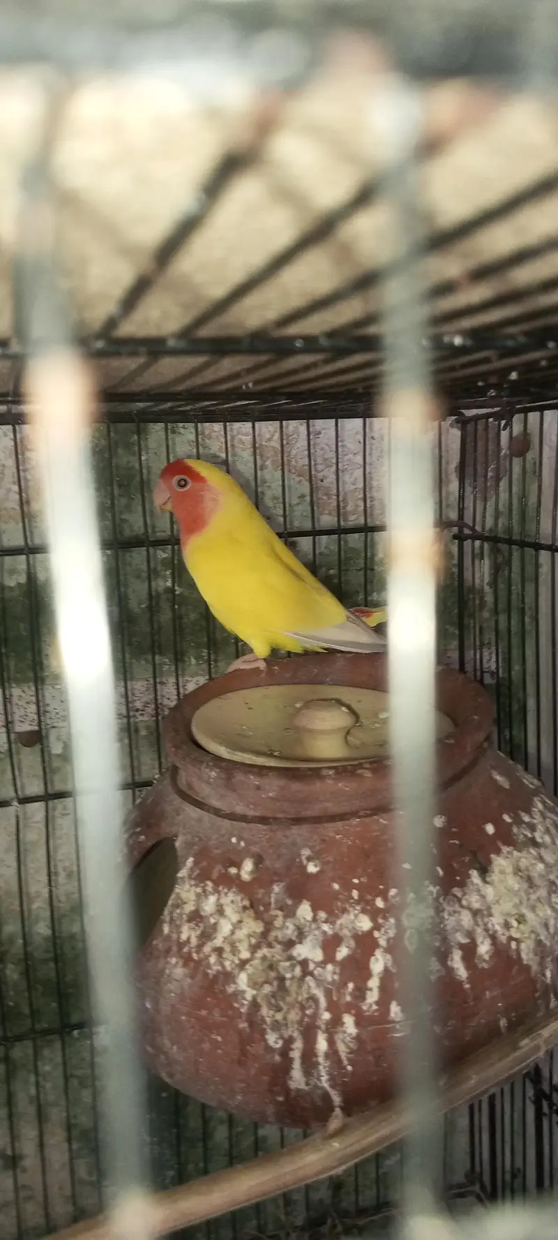 lovebirds loteno for sale — photo 5
