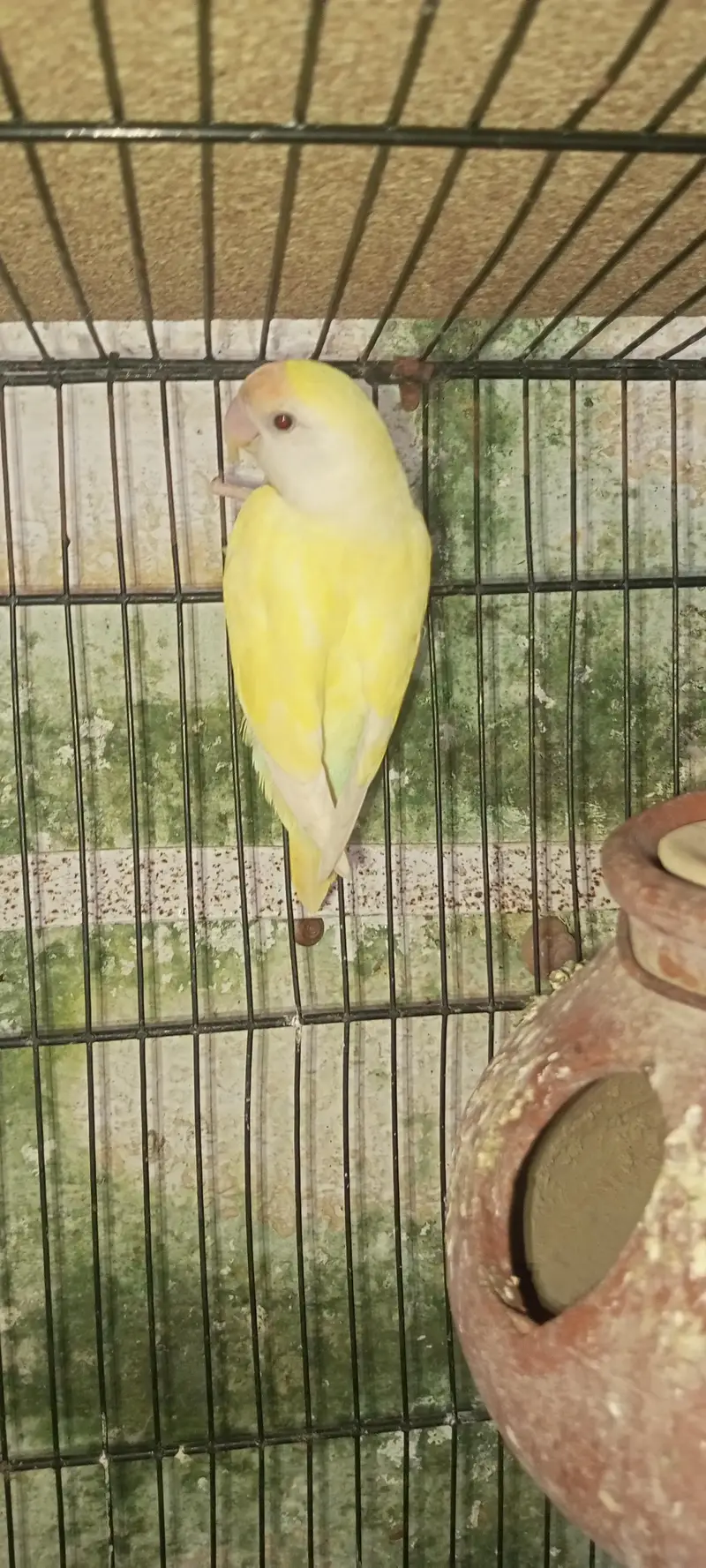 lovebirds loteno for sale — photo 6
