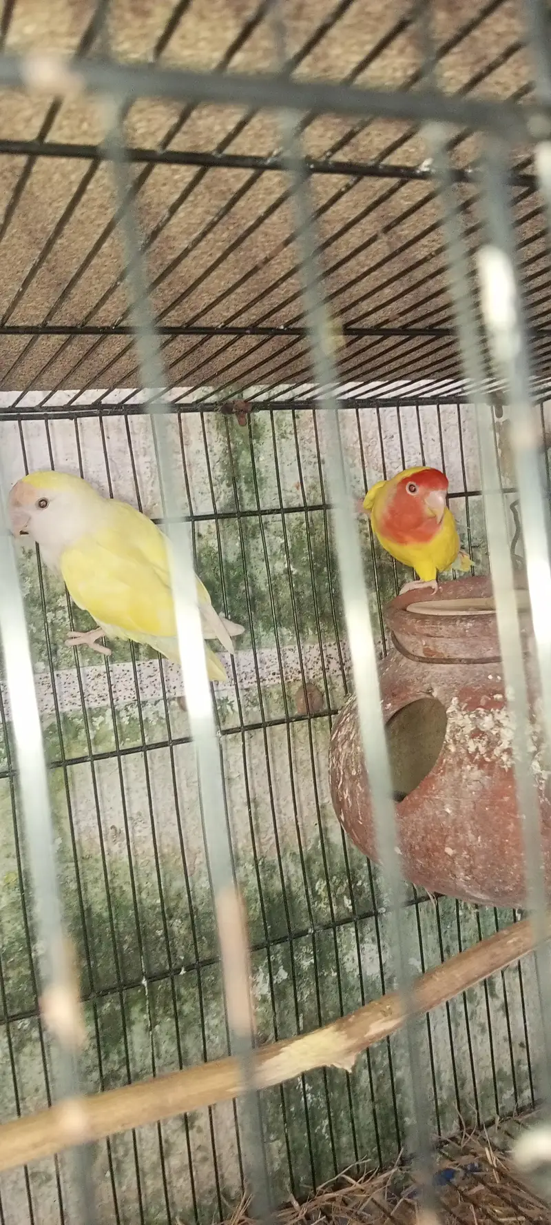 lovebirds loteno for sale — photo 7