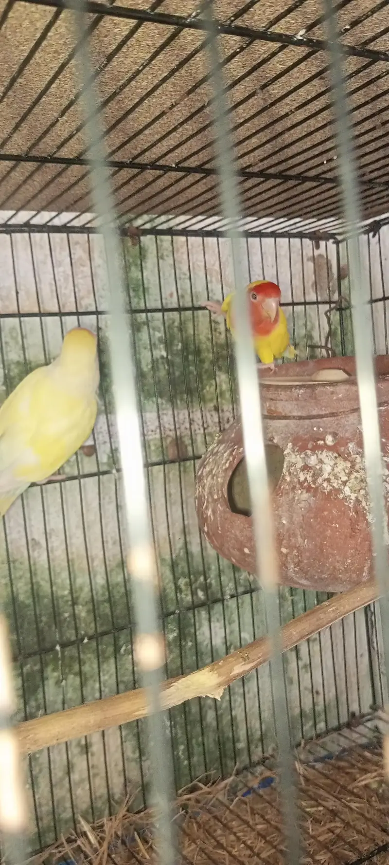 lovebirds loteno for sale — photo 8