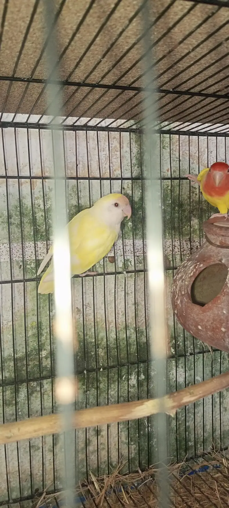 lovebirds loteno for sale — photo 9