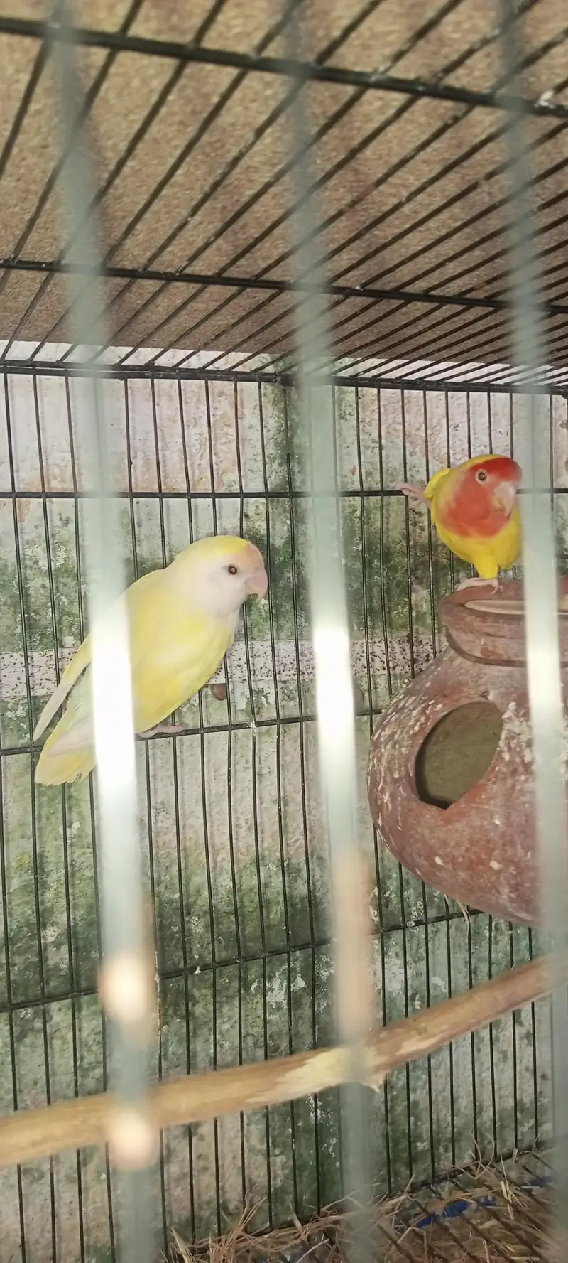lovebirds loteno for sale — photo 10