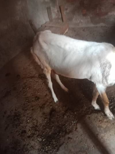 boht achi Bakri Desi
