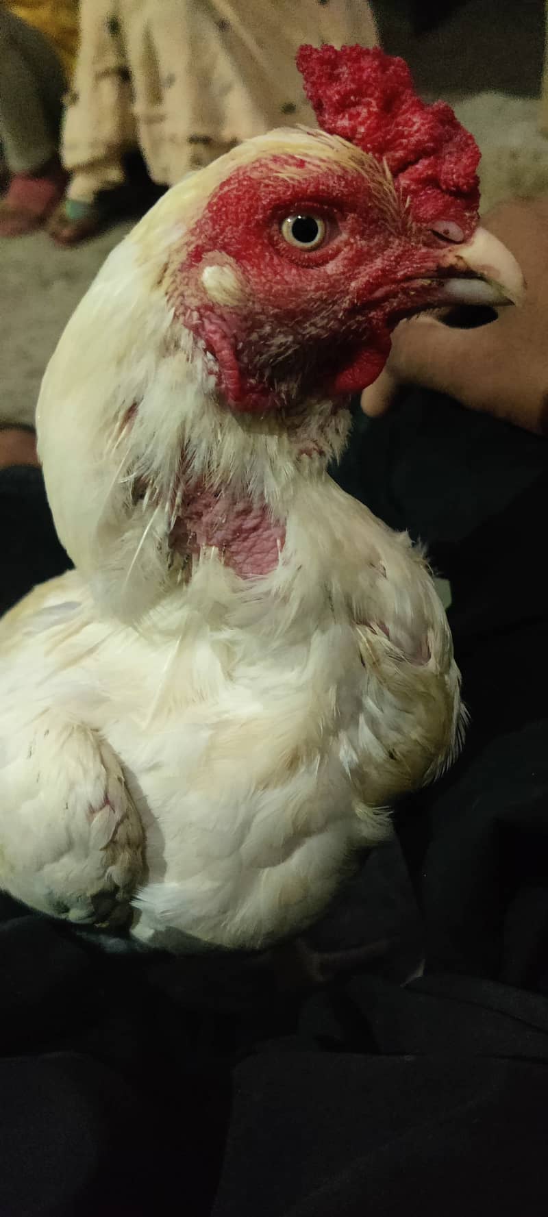 Asil Hera 0