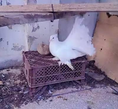 American White Female 03334634173