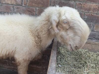 Mundri breed paid for sale