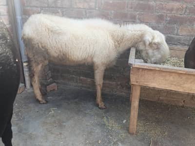 Mundri breed female for sale exchang b ho sakti hay male ya bchy  sa