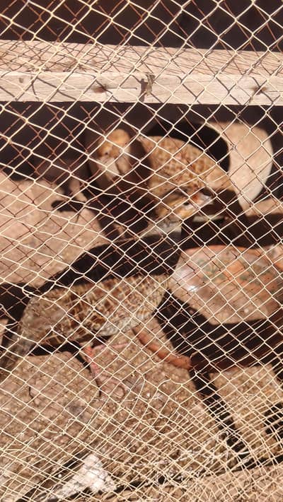 teetar  breeder pair frist time breede
