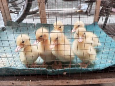 white Duck chicks