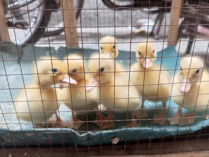 white Duck chicks — photo 2