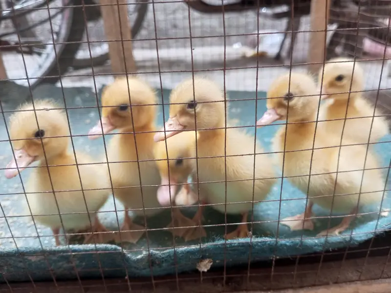 white Duck chicks — photo 3