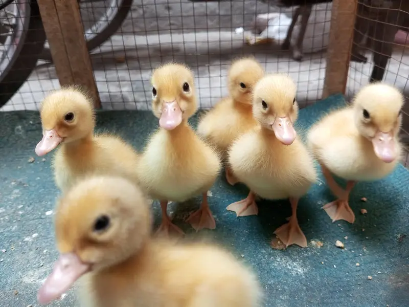 white Duck chicks — photo 4