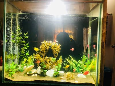 Full Setup Fish Aquarium With 11 Tetra Fish For Sale