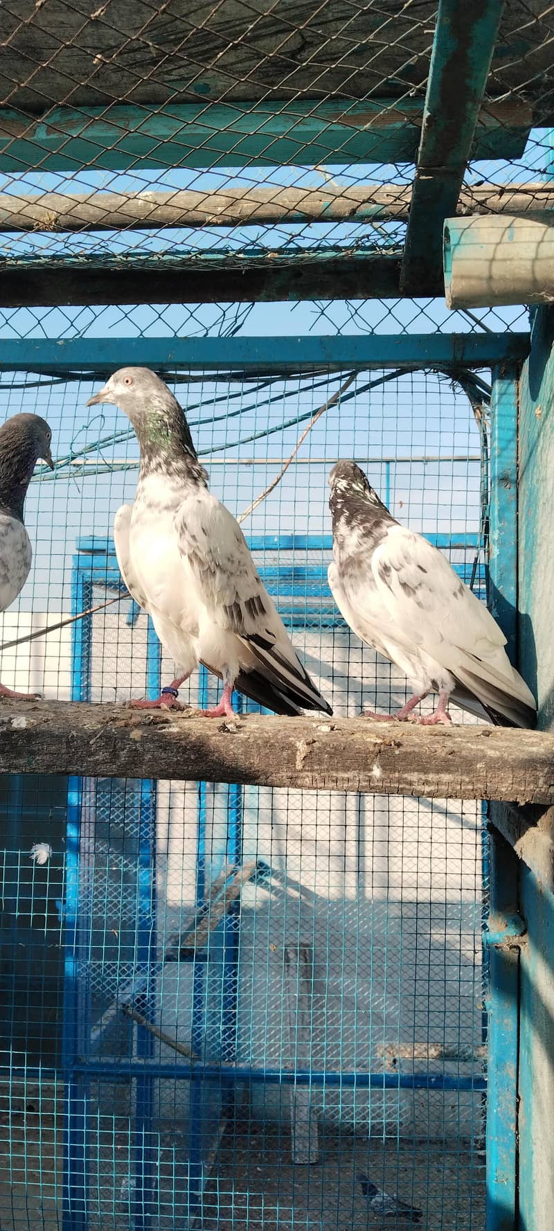 kabotar 6
