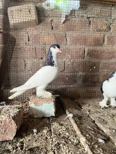 Breeder pair quality walii chezz ha big size big parmoz ha