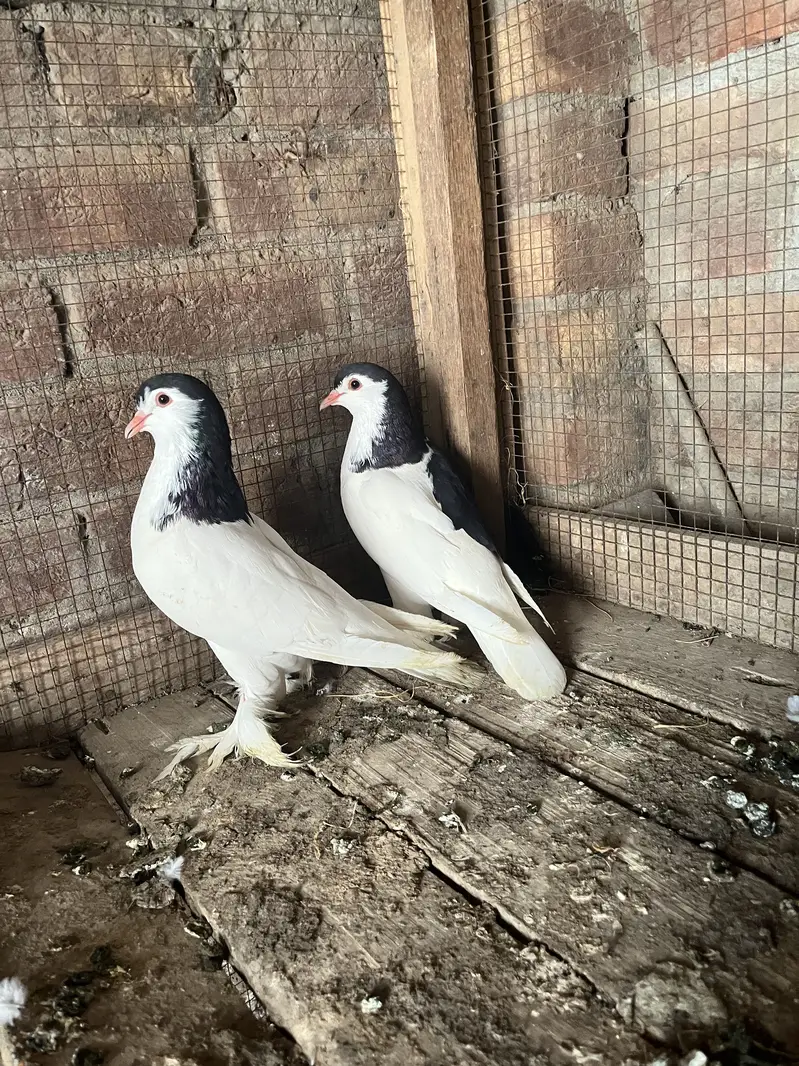 Breeder pair quality walii chezz ha big size big parmoz ha — photo 2