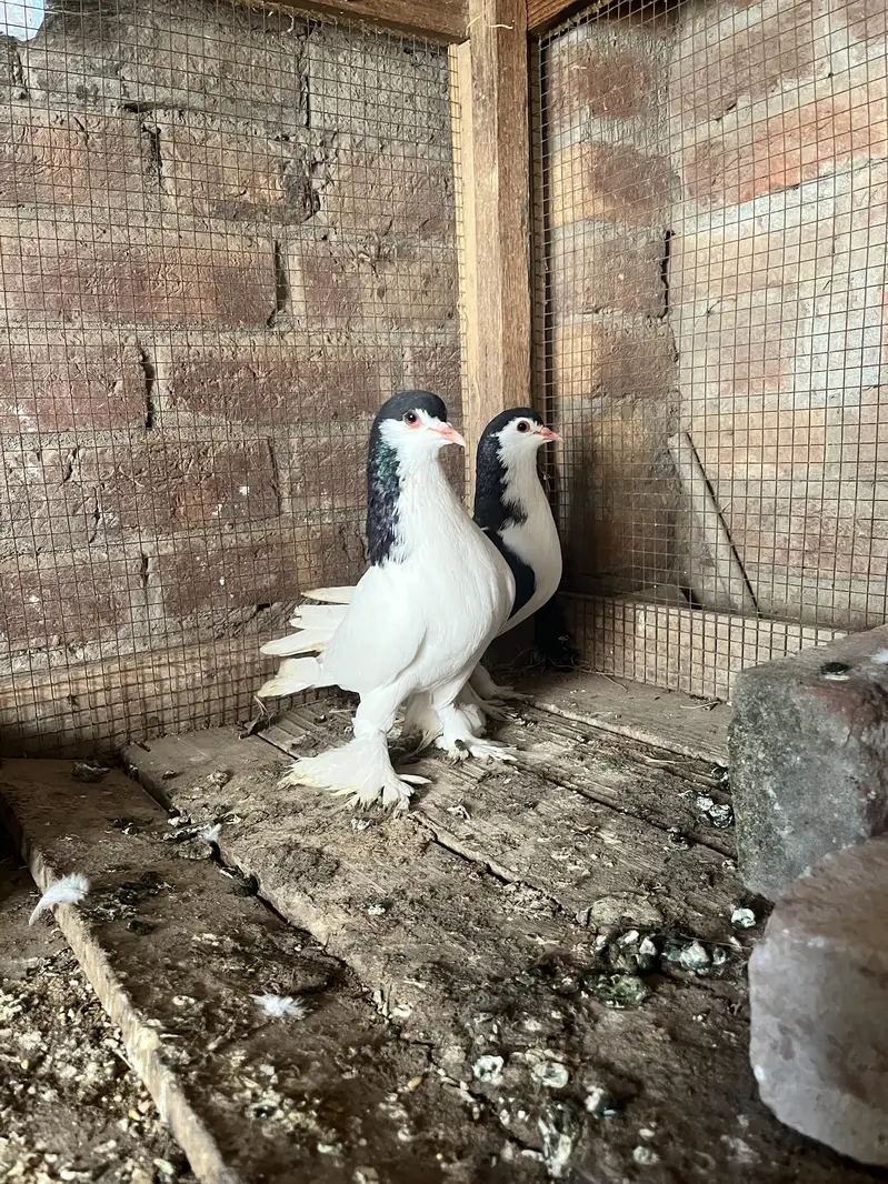 Breeder pair quality walii chezz ha big size big parmoz ha — photo 3