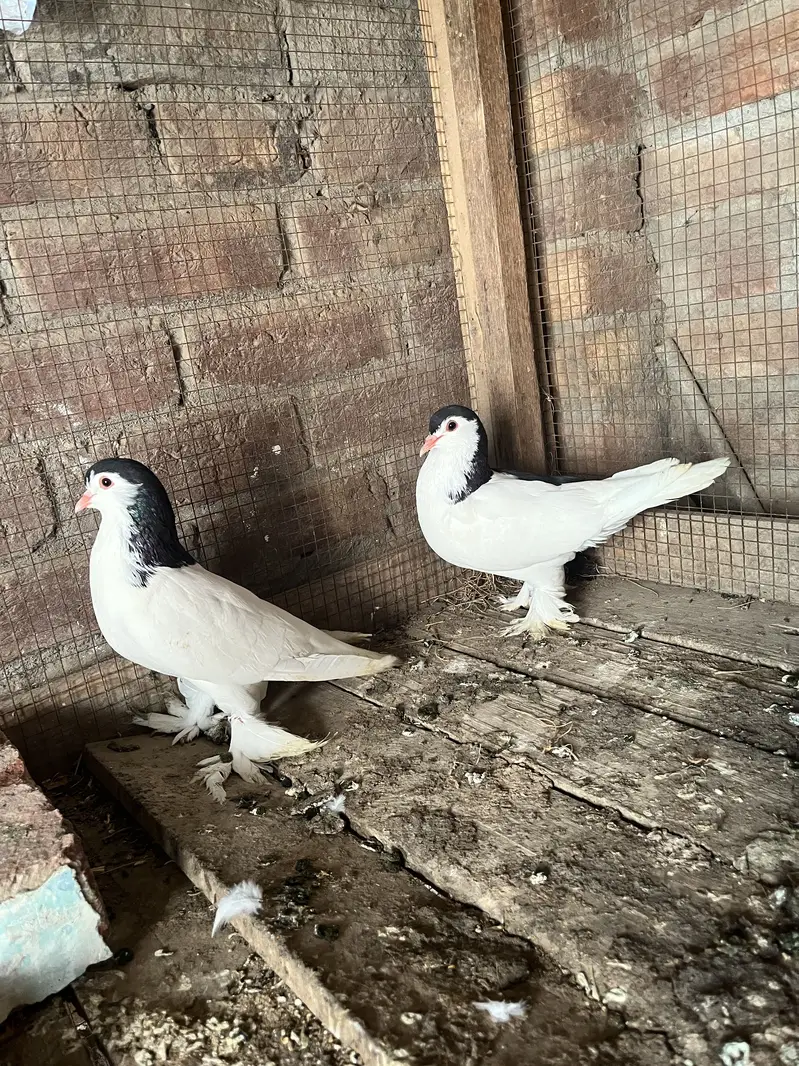 Breeder pair quality walii chezz ha big size big parmoz ha — photo 4