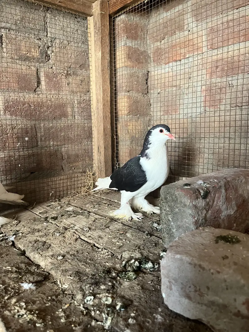 Breeder pair quality walii chezz ha big size big parmoz ha — photo 5
