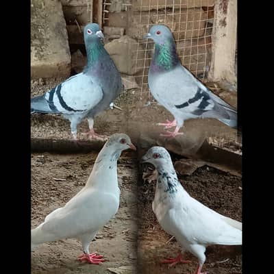 White pair =1200 ,Grey pair= 1300 , 03245974166