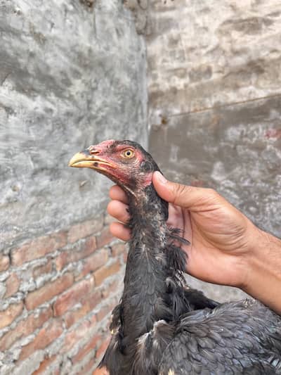 Shamo Aseel birds