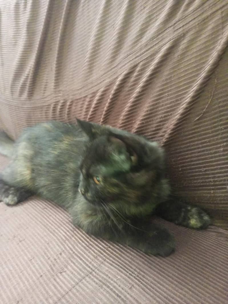 friendly cat 1