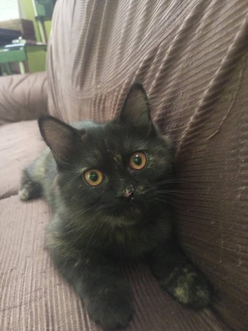 friendly cat 2