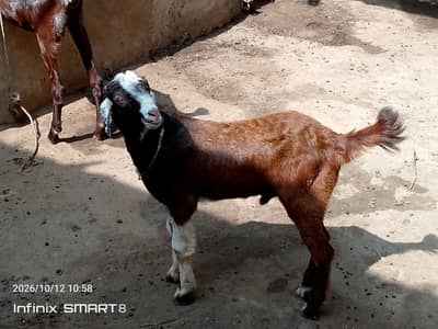 ablak prient ma fully active and health  bteetal barka