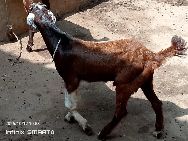 ablak prient ma fully active and health  bteetal barka — photo 2