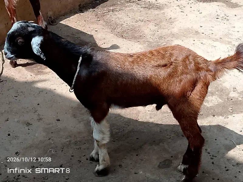 ablak prient ma fully active and health  bteetal barka — photo 3