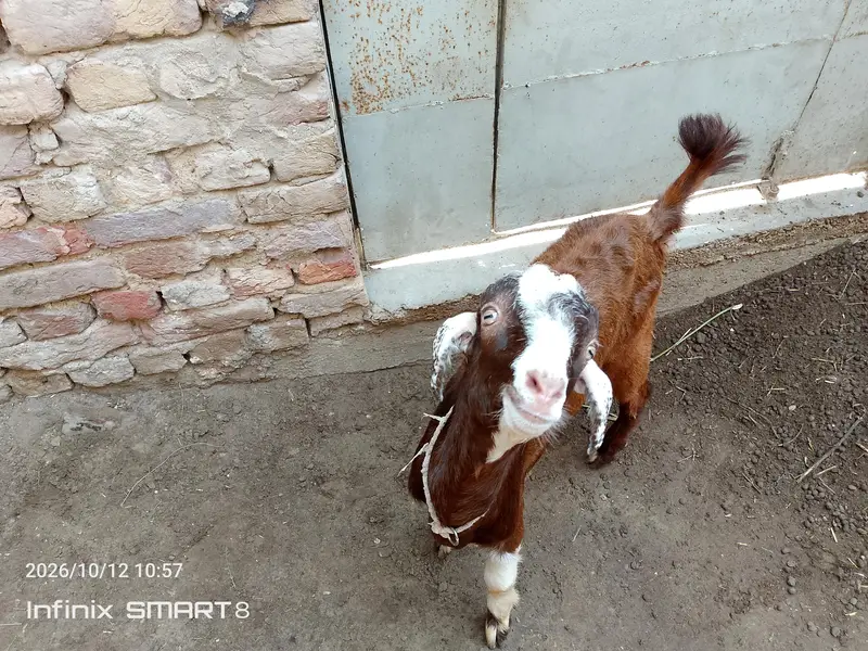 ablak prient ma fully active and health  bteetal barka — photo 4