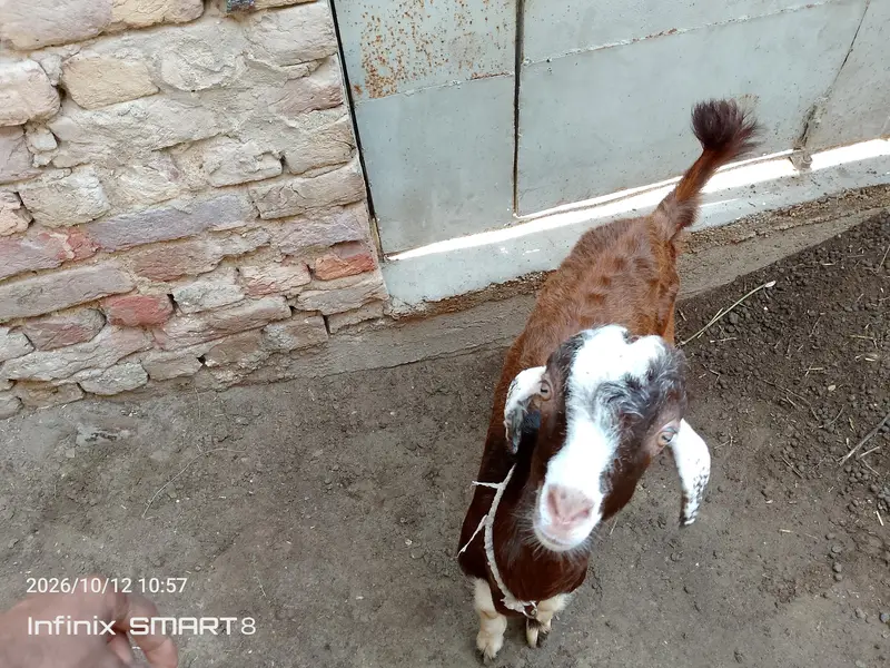 ablak prient ma fully active and health  bteetal barka — photo 5
