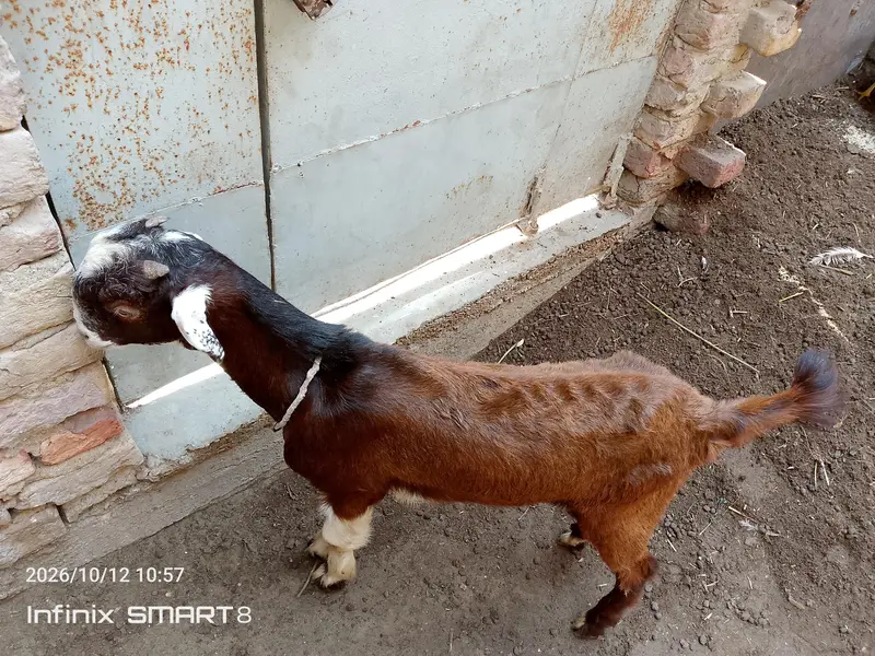 ablak prient ma fully active and health  bteetal barka — photo 6
