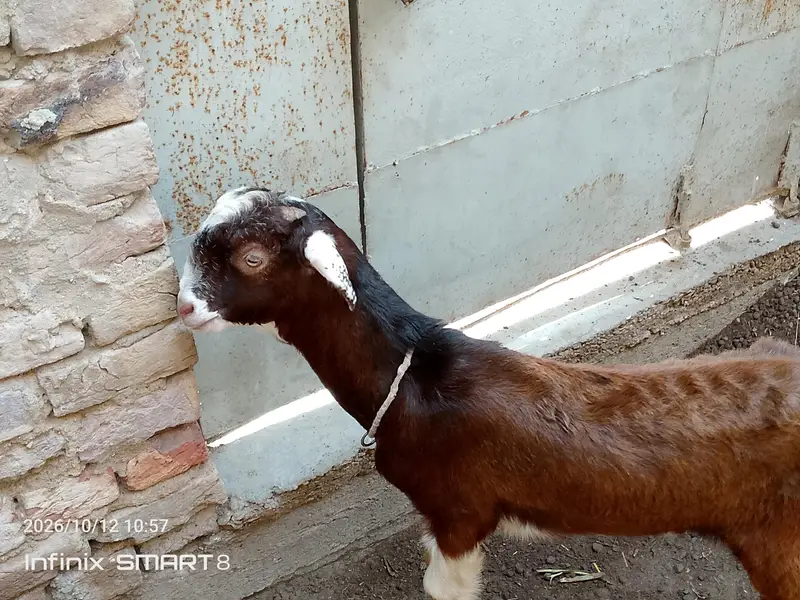 ablak prient ma fully active and health  bteetal barka — photo 7