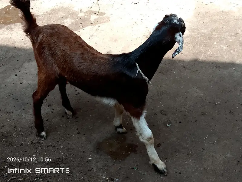 ablak prient ma fully active and health  bteetal barka — photo 9