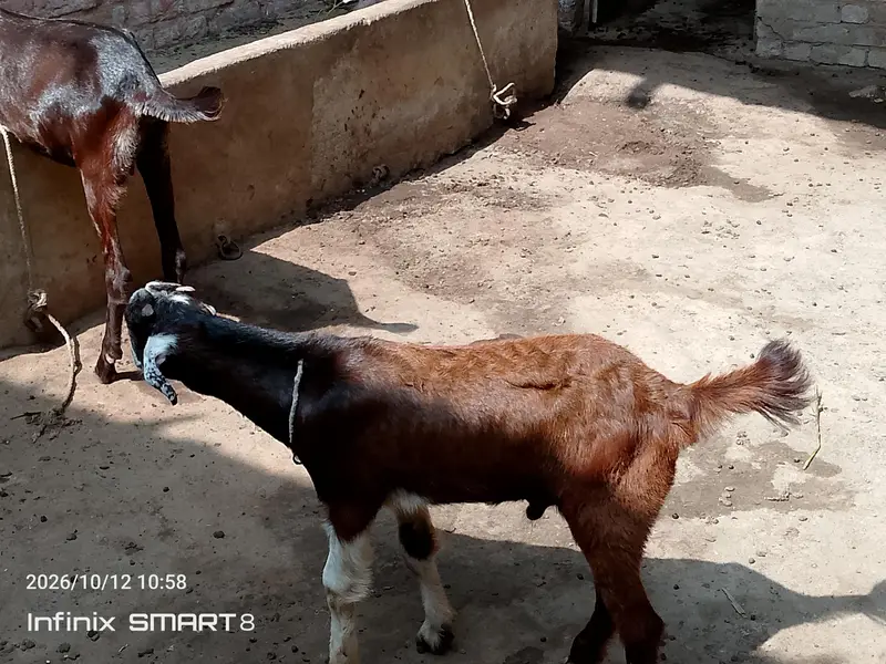 ablak prient ma fully active and health  bteetal barka — photo 10