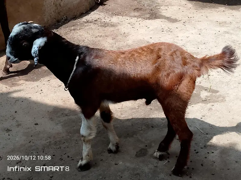 ablak prient ma fully active and health  bteetal barka — photo 11