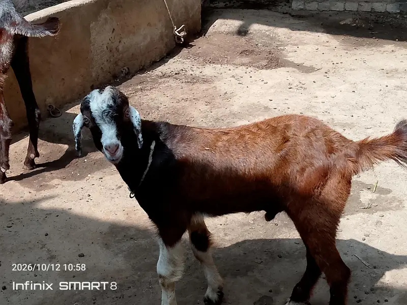 ablak prient ma fully active and health  bteetal barka — photo 12