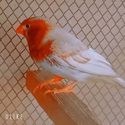finches male half orang OBBB