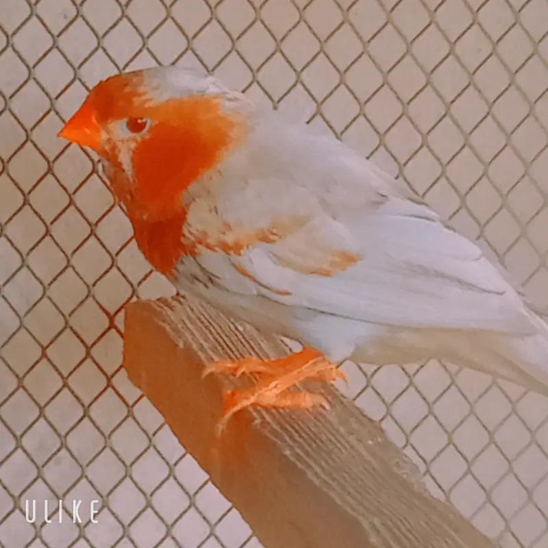 finches male half orang OBBB — photo 2