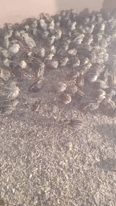 Quail Batair are available