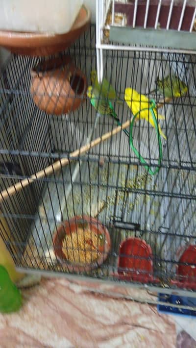 active badgees