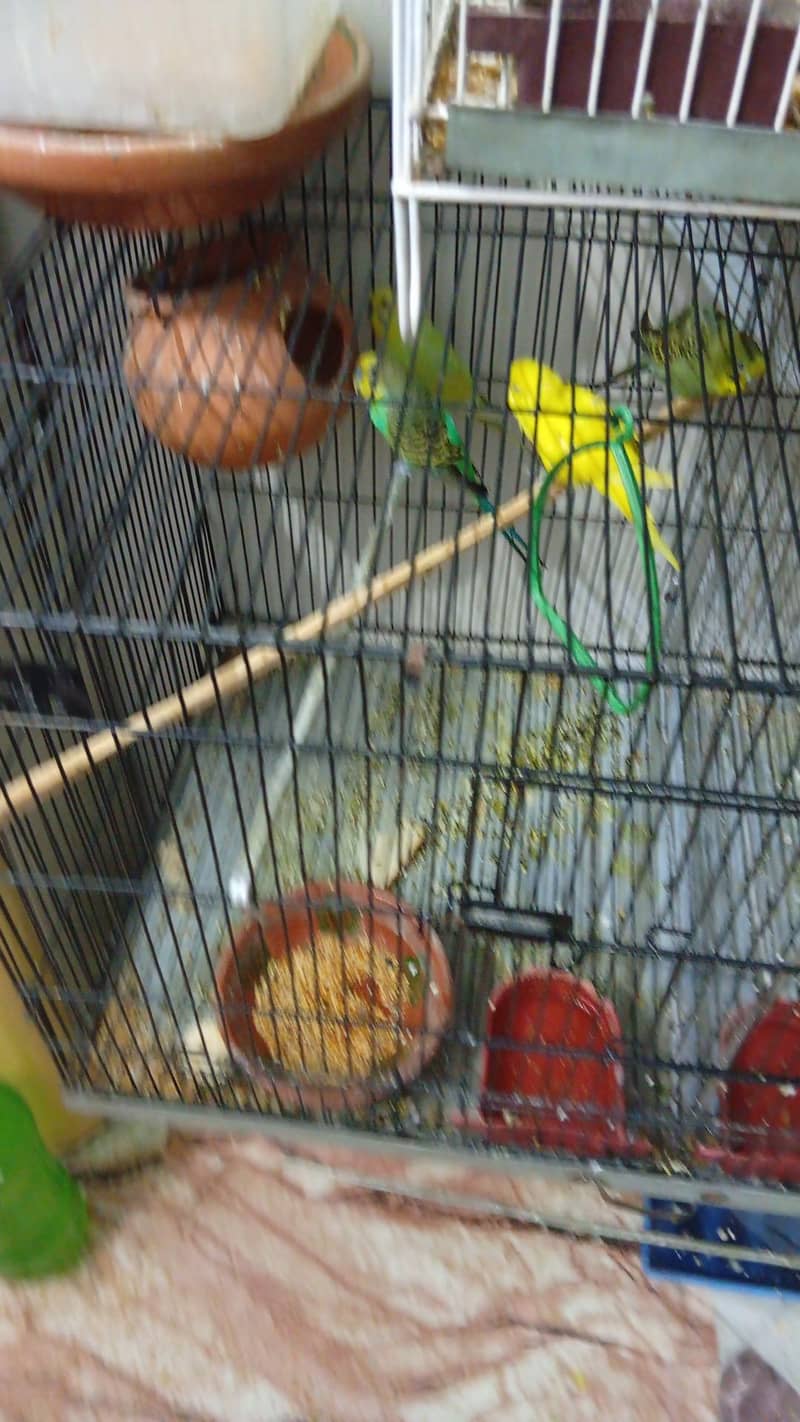 active badgees 0