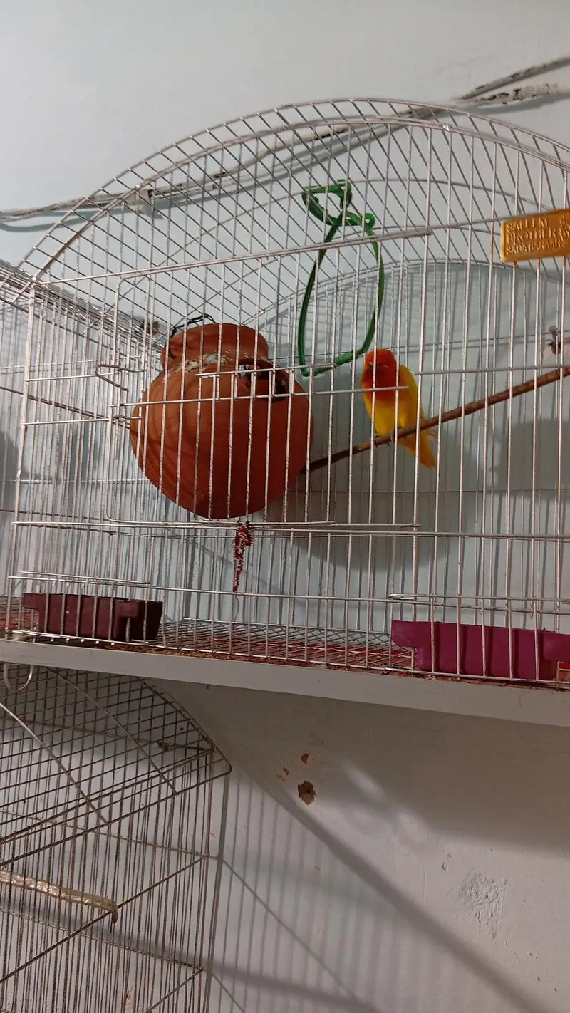 active badgees — photo 2