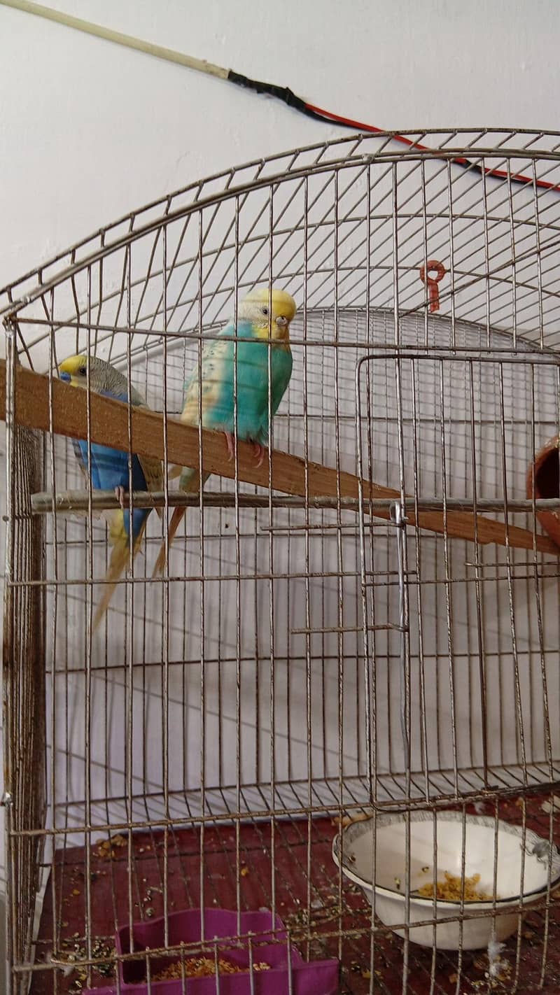 active badgees 2