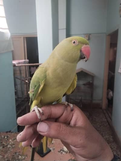 green ringneck pair available full tame zero bite