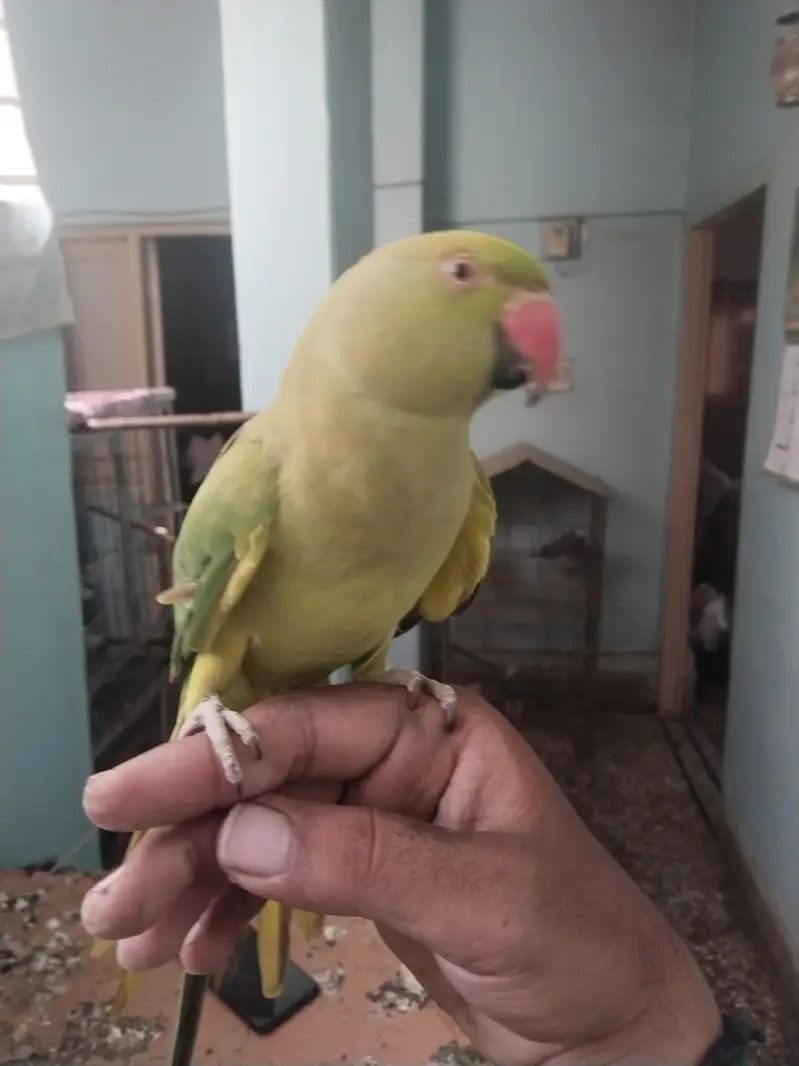 green ringneck pair available full tame zero bite — photo 2